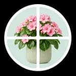 Декоративные цветущие растения | O₂ Gardens