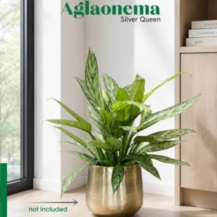 Ագլաոնեմա / Аглаонема / Aglaonema Silver Queen