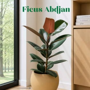 Ficus Abidjan / Ficus elastica 'Abidjan'