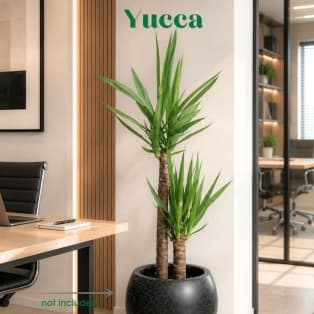 Յուկա / Yucca elephantipes