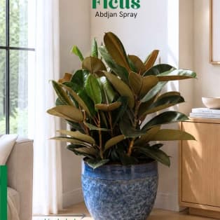 Ֆիկուս Աբիջան Սփրեյ / Ficus elastica 'Abidjan' Spray
