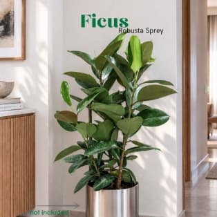 Ֆիկուս Ռոբուստա Սփրեյ / Ficus elastica 'Robusta' Spray