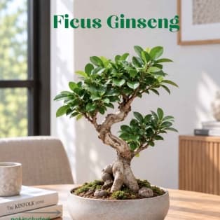 Ficus Ginseng / Ficus microcarpa 'Ginseng'
