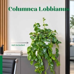 Կոլումնեա / Колумнеа / Columnea Lobbianus