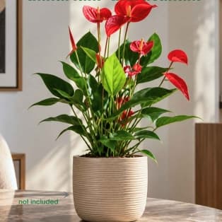 Անթուրիում / Антуриум / Anthurium andraeanum