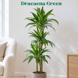Վիշապածառ / Драцена / Dracaena Green