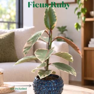Фикус Руби / Ficus elastica 'Ruby'