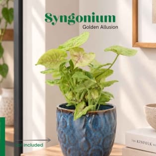 Սինգոնիում / Сингониум / Syngonium  Golden Allusion