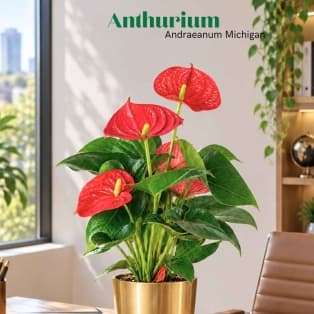 Անթուրիում / Антуриум / Anthurium andraeanum Michigan