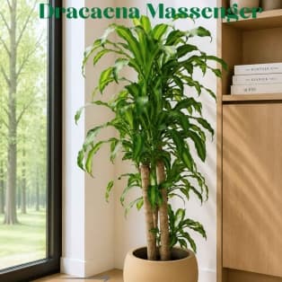 Վիշապածառ / Драцена / Dracaena Messenger