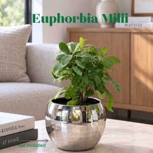 Իշակաթնուկ / Молочай / Euphorbia milii