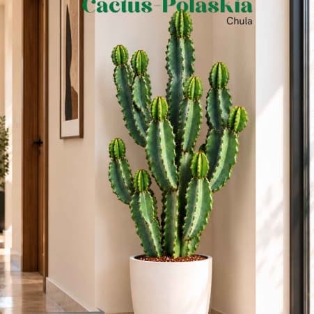 Կակտուս / Кактус / Cactus- Polaskia chula