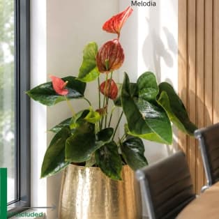 Անթուրիում / Антуриун / Anthurium MELODIA