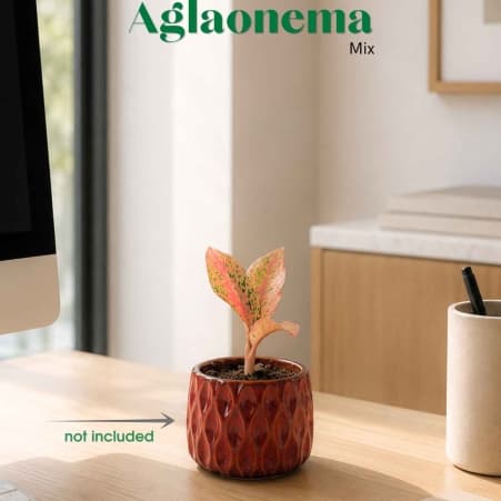 Аглаонема Микс / Aglaonema Mix