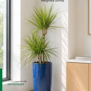 Драцена Маргината Санрей / Dracaena marginata 'Sunray'