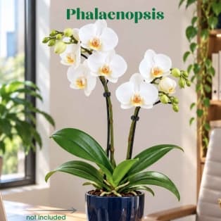 ֆալենոպսիս / Фаленопсис / Phalaenopsis Kolibri Niagara Fall White