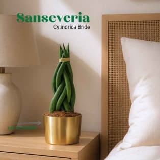 Sansevieria Cylindrica