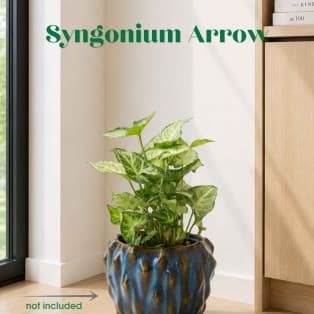 Syngonium Arrow / Syngonium 'Arrow'