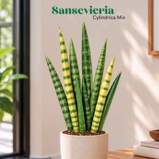 Սանսեվիերիա / Сансевиерия / Sansevieria Cylindrica Mix