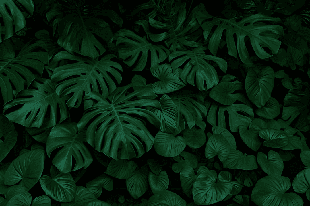 slider left img en