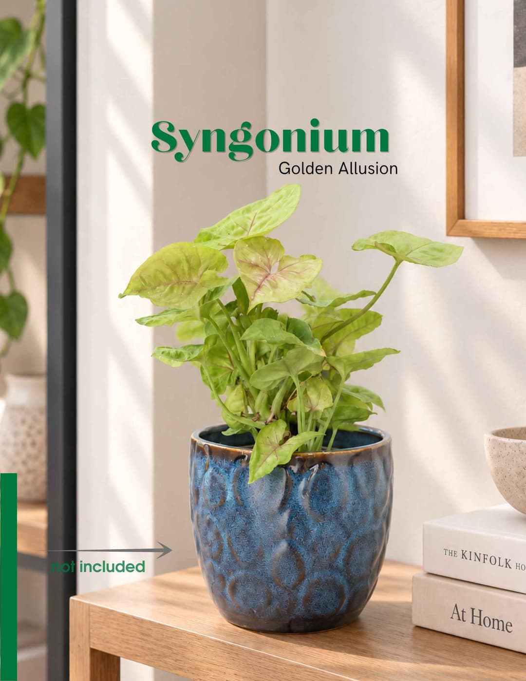 Սինգոնիում / Сингониум / Syngonium  Golden Allusion