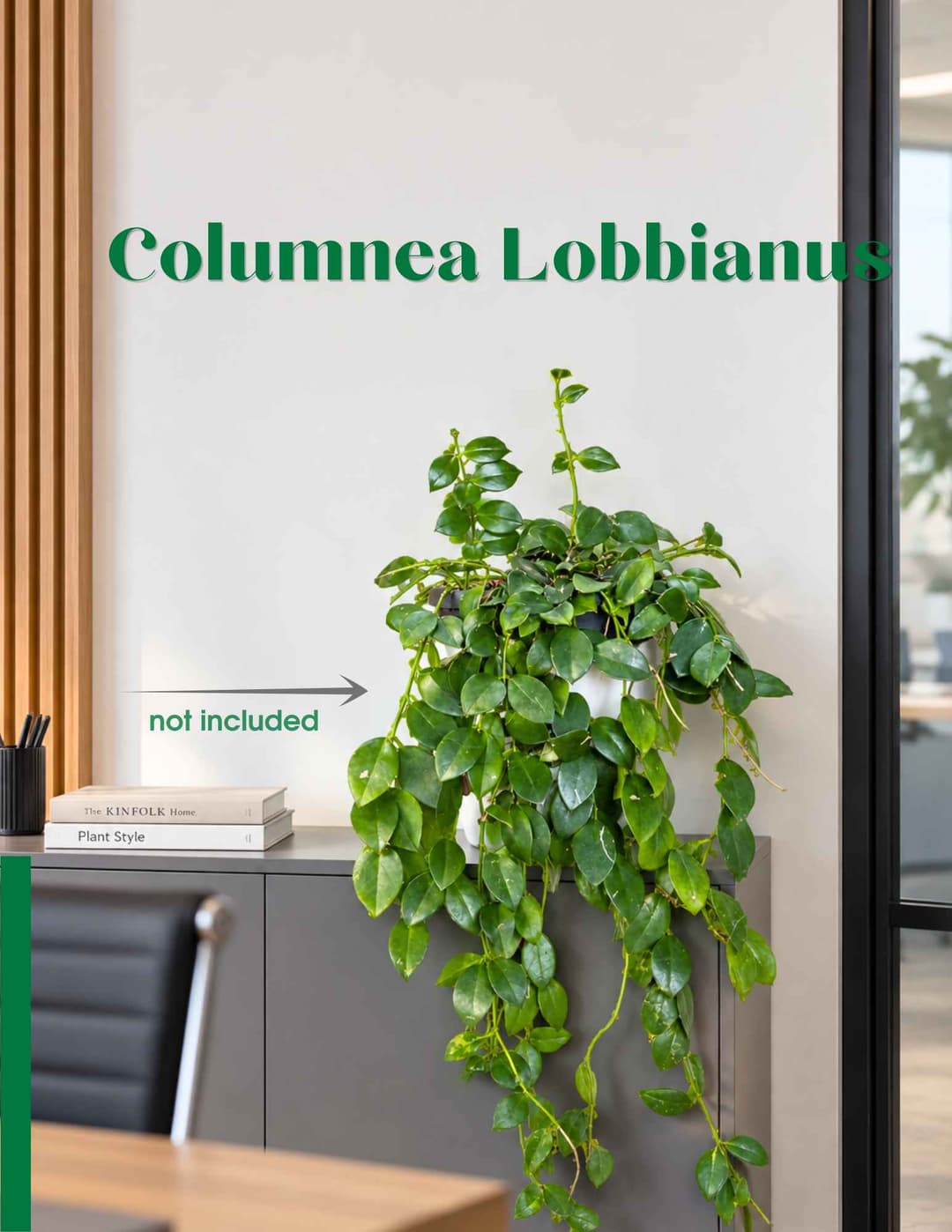 Կոլումնեա / Колумнеа / Columnea Lobbianus