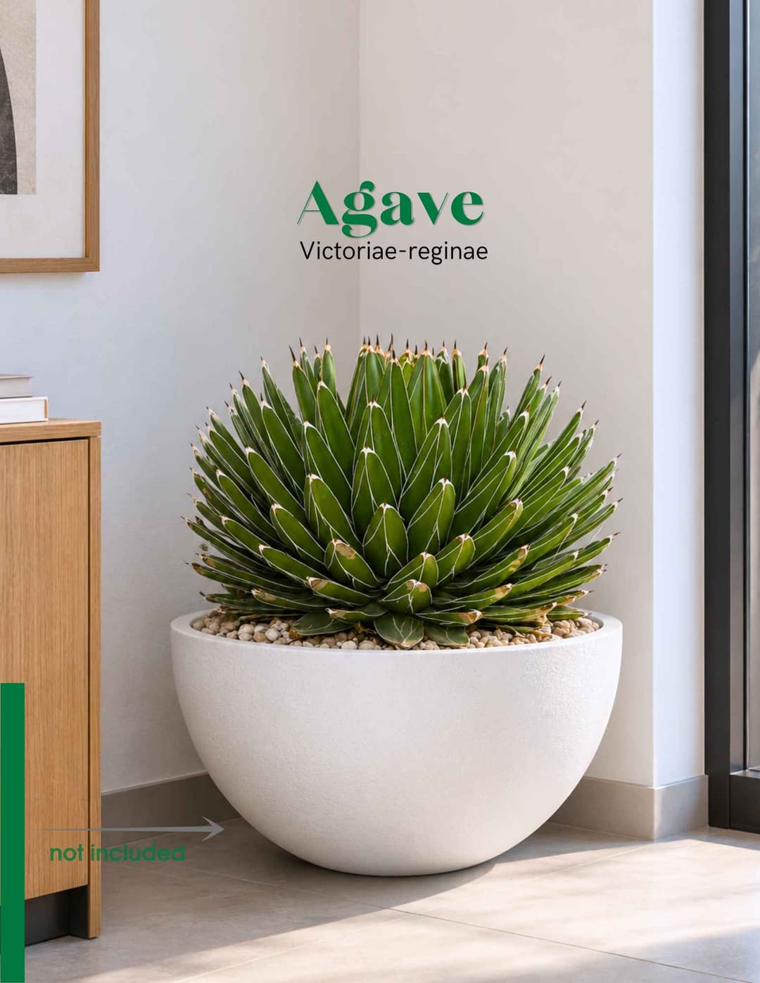 Ագավի / Агава / Agave victoriae-reginae