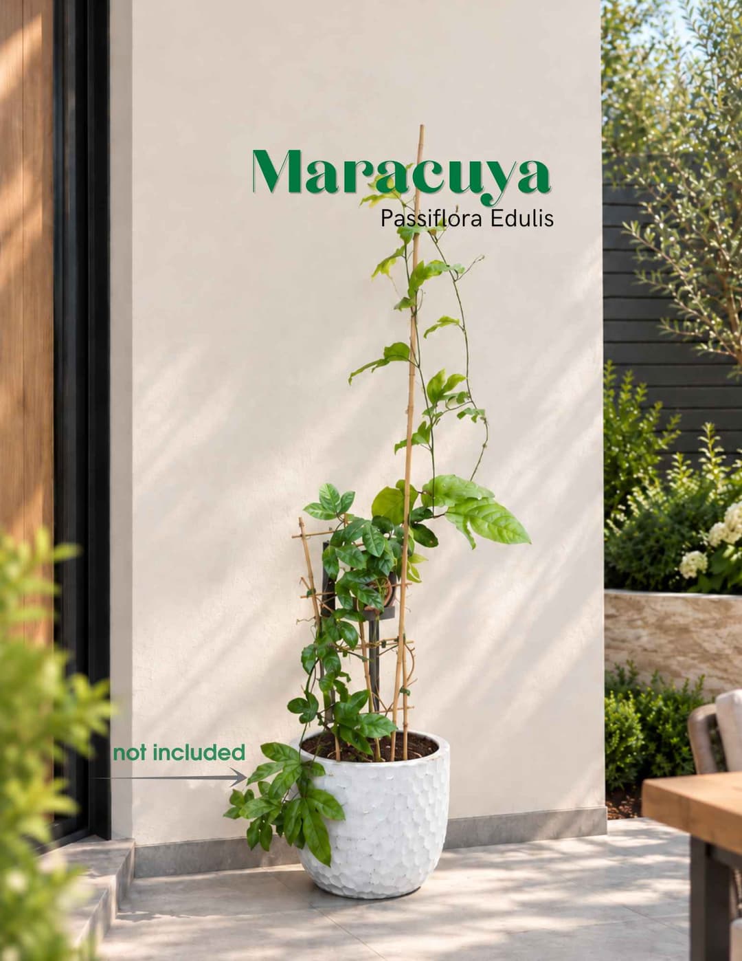 Մարակույա / Маракуйя / Maracuya (Passiflora edulis)