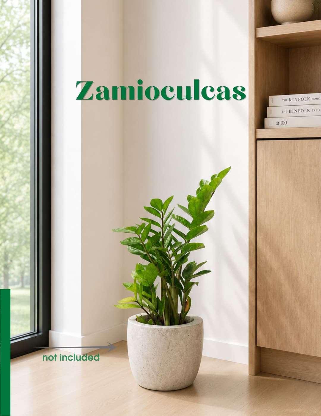 Զամիոկուլկաս / Zamioculcas zamiifolia