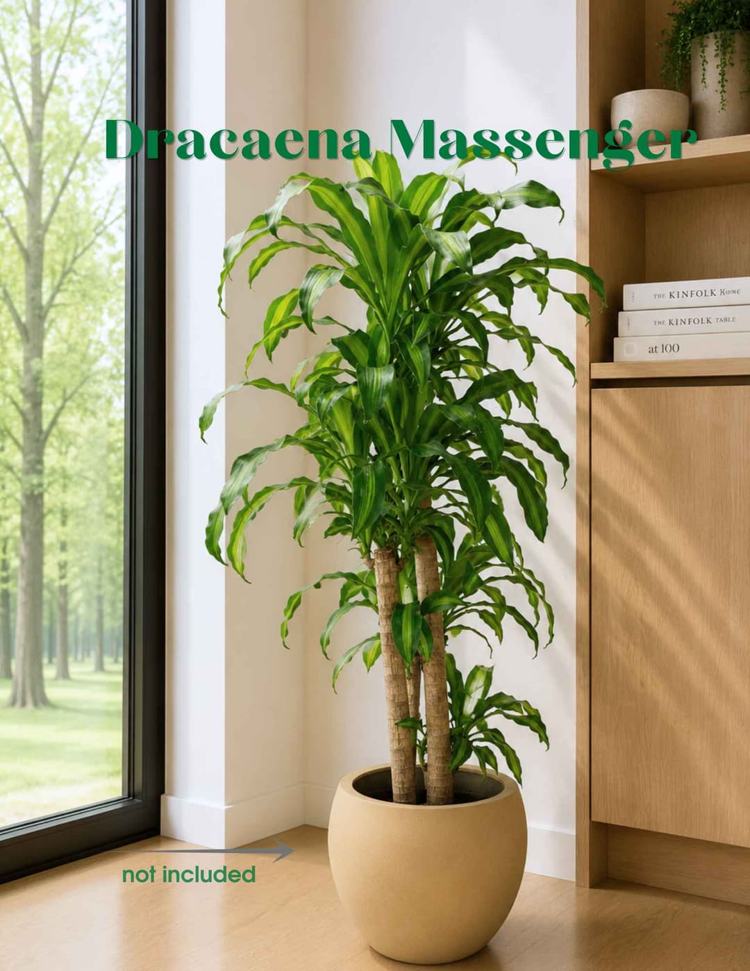 Վիշապածառ / Драцена / Dracaena Messenger