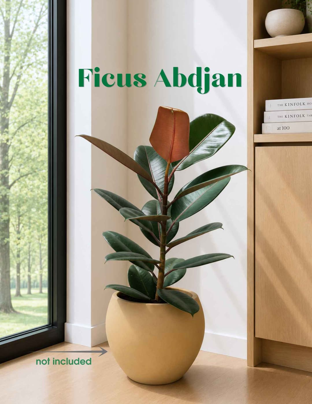 Ֆիկուս Աբիջան / Ficus elastica 'Abidjan'