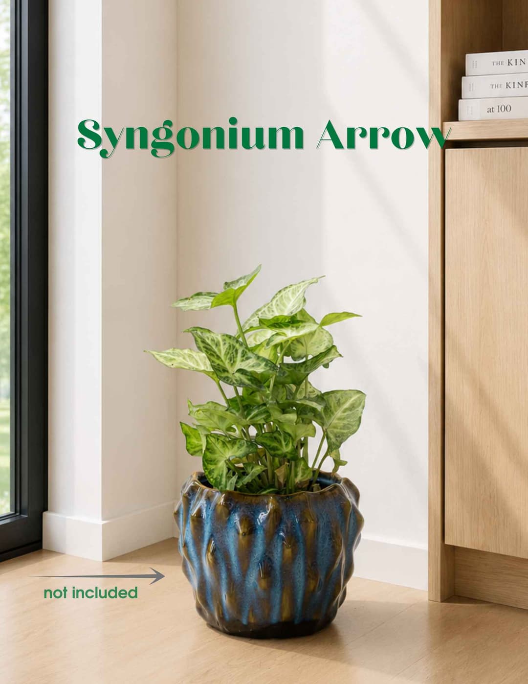 Syngonium Arrow / Syngonium 'Arrow'