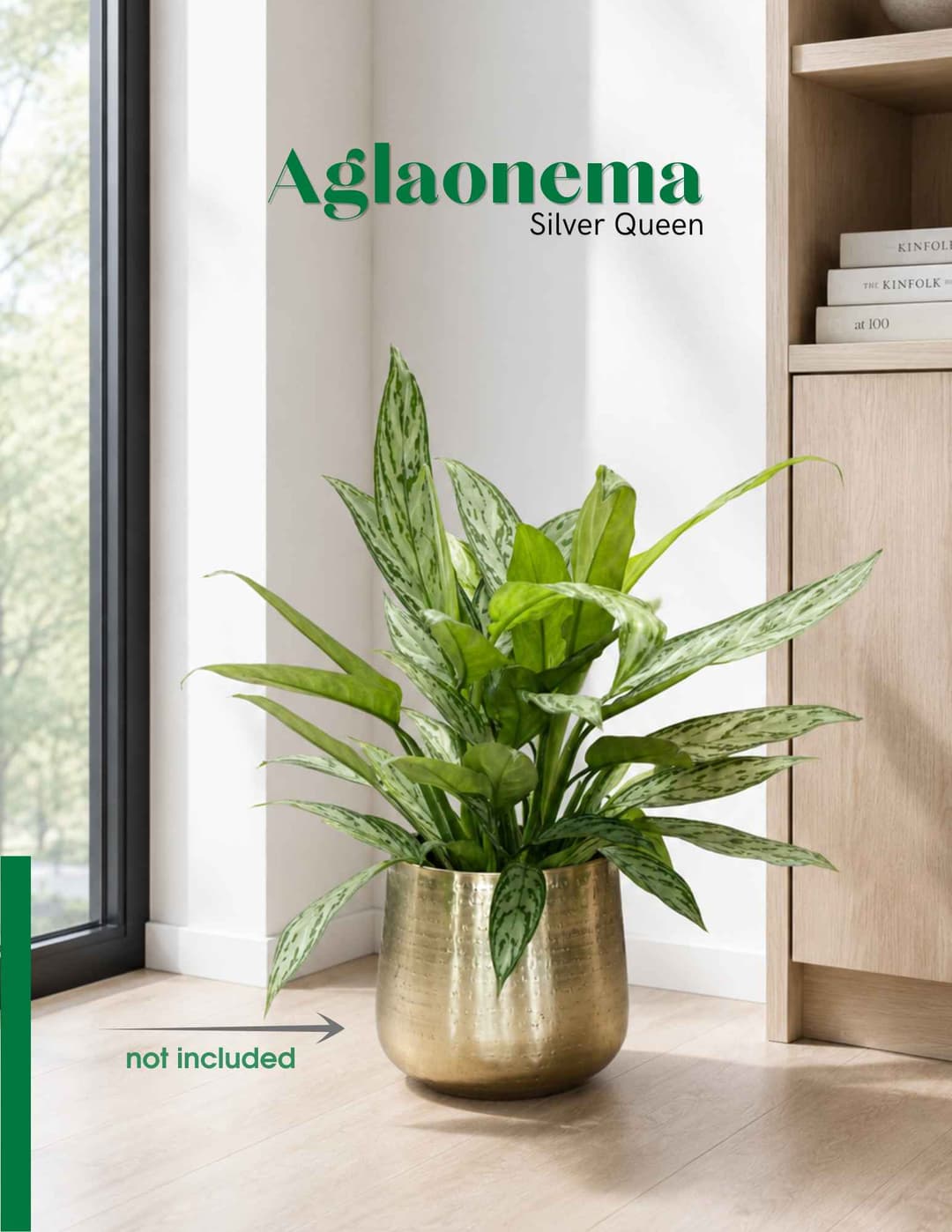 Ագլաոնեմա / Аглаонема / Aglaonema Silver Queen