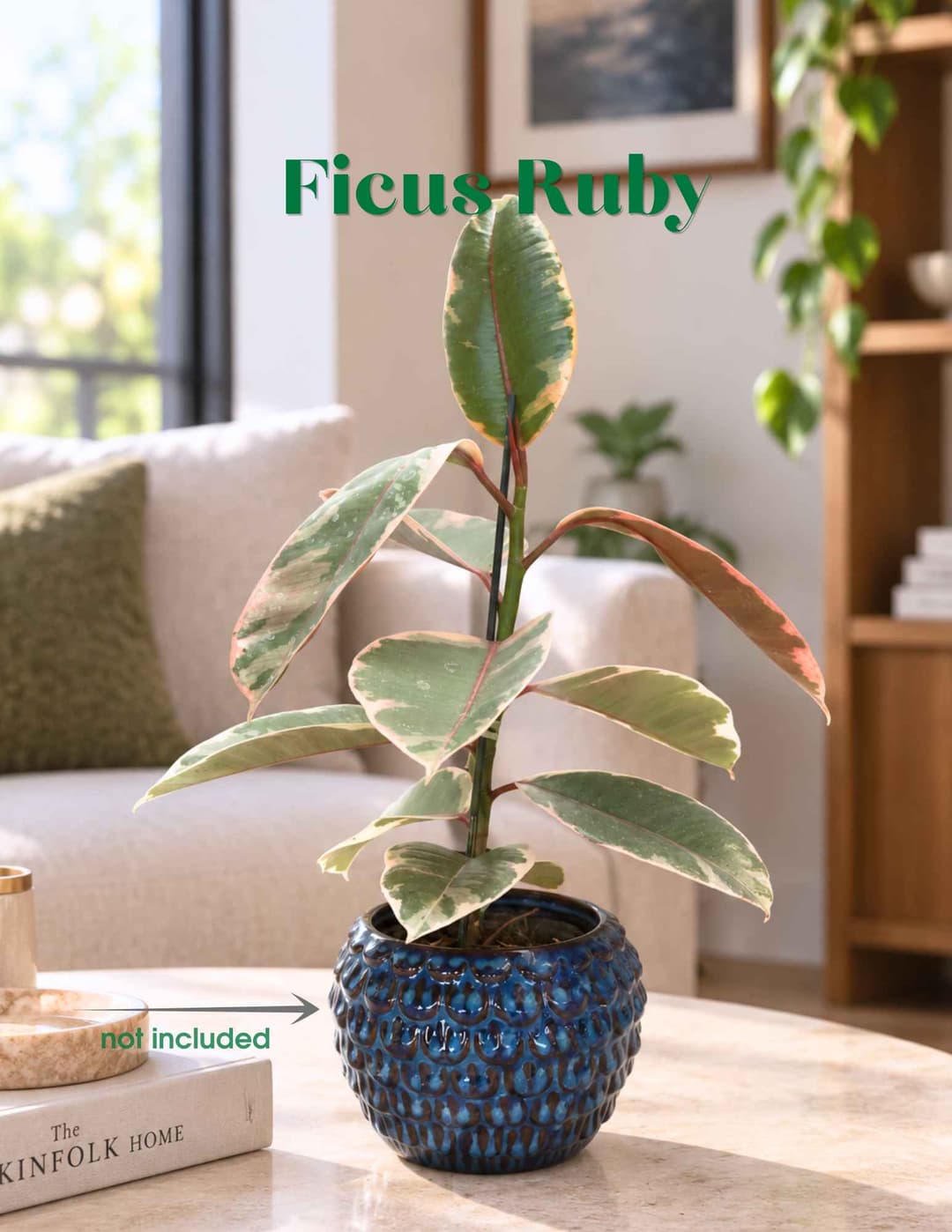 Ֆիկուս Ռուբի / Ficus elastica 'Ruby'