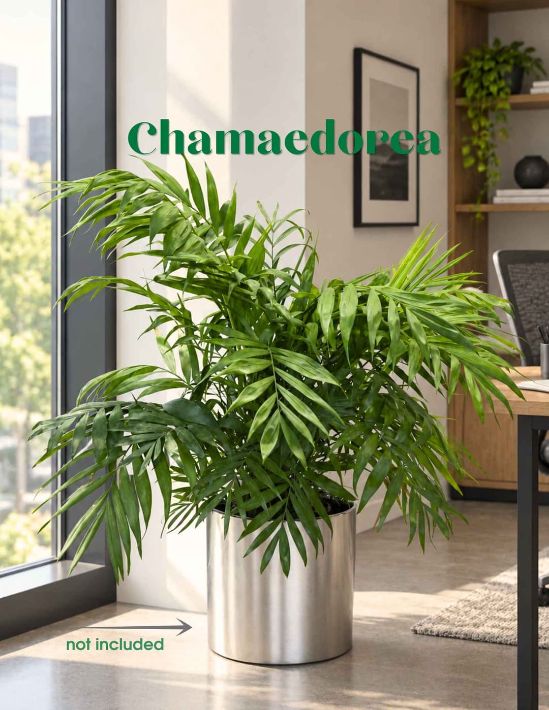 Chamaedorea