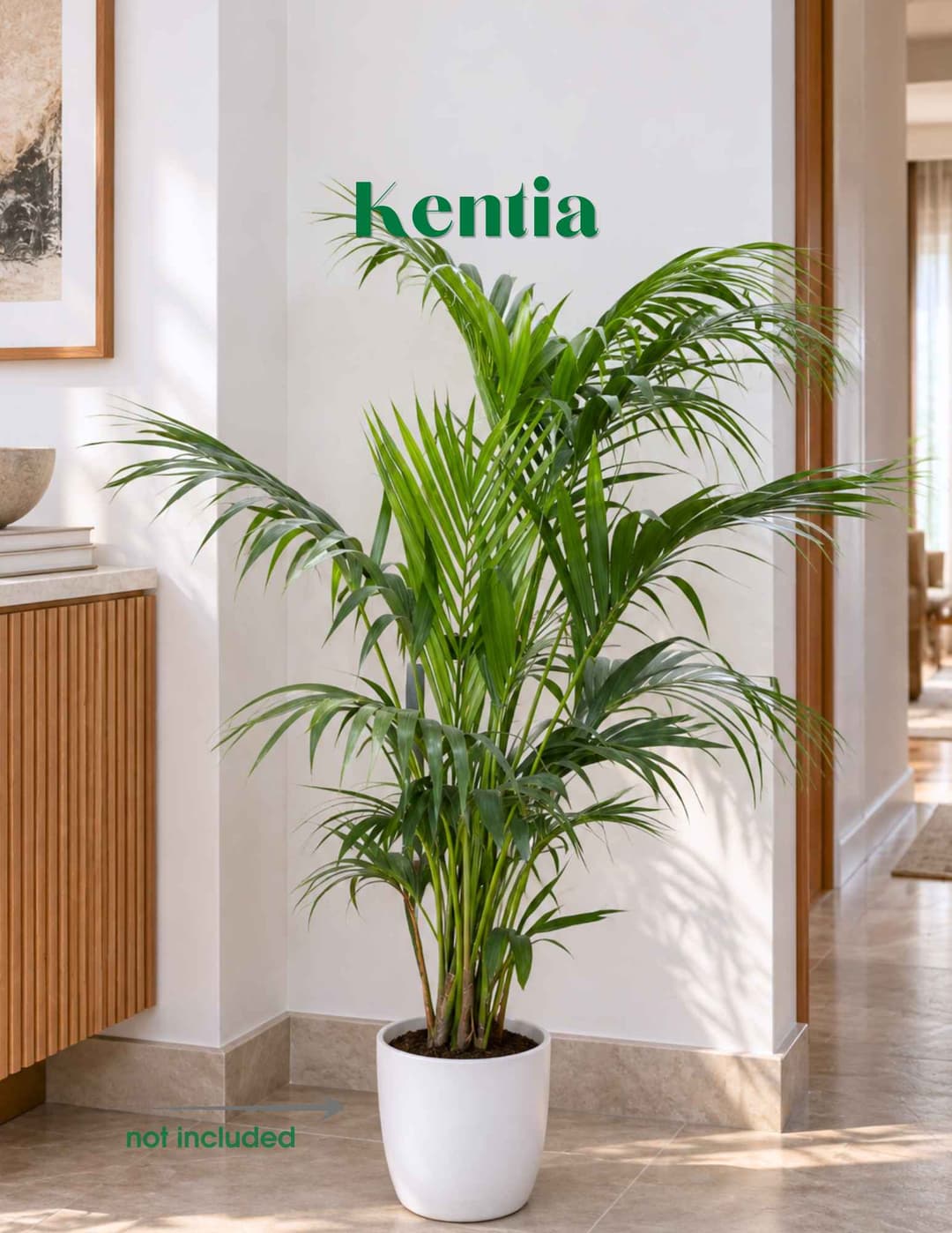 Կենտիա / Ховея / Kentia