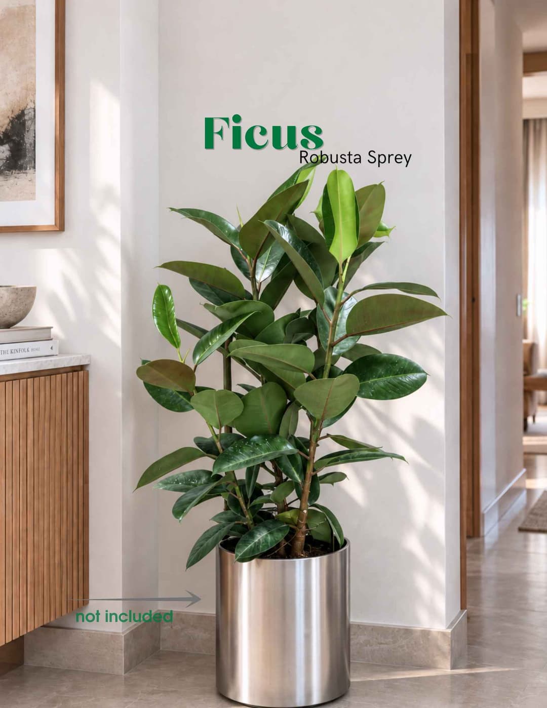 Ֆիկուս Ռոբուստա Սփրեյ / Ficus elastica 'Robusta' Spray