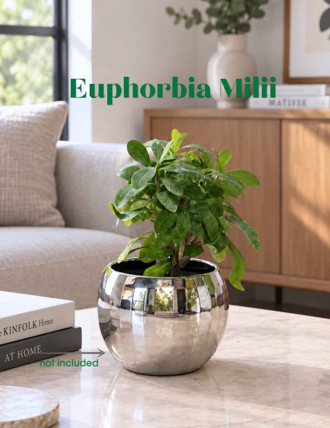 Իշակաթնուկ / Молочай / Euphorbia milii