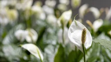 O2 Gardens Launches Green Wall Installation Service