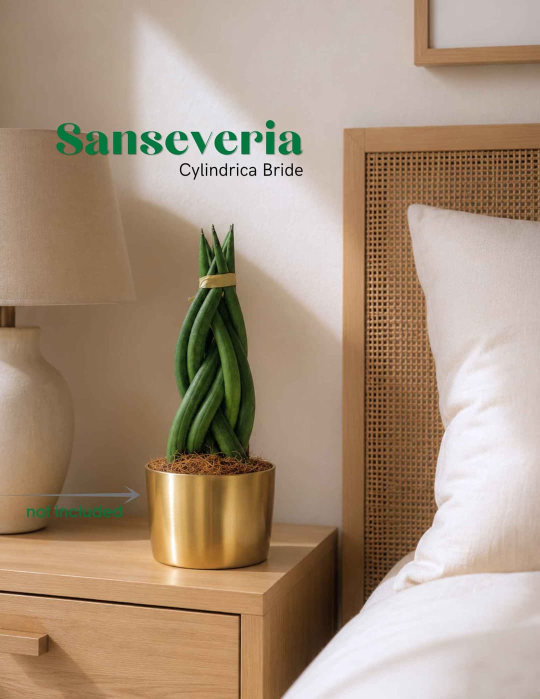 Sansevieria Cylindrica