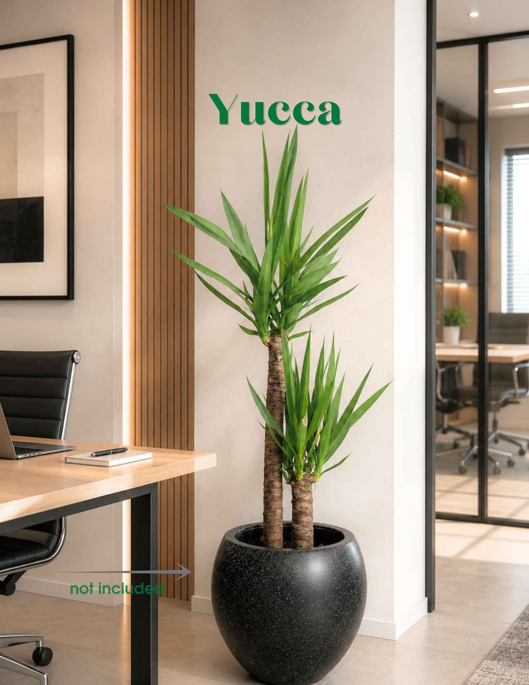 Yucca / Yucca elephantipes