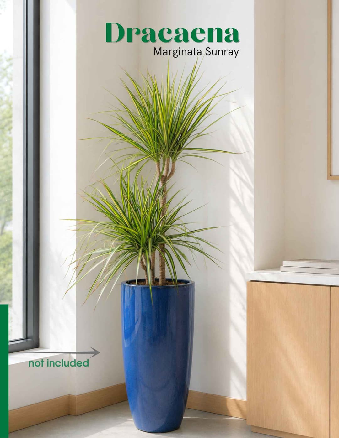 Վիշապածառ Սանրեյ / Dracaena marginata 'Sunray'