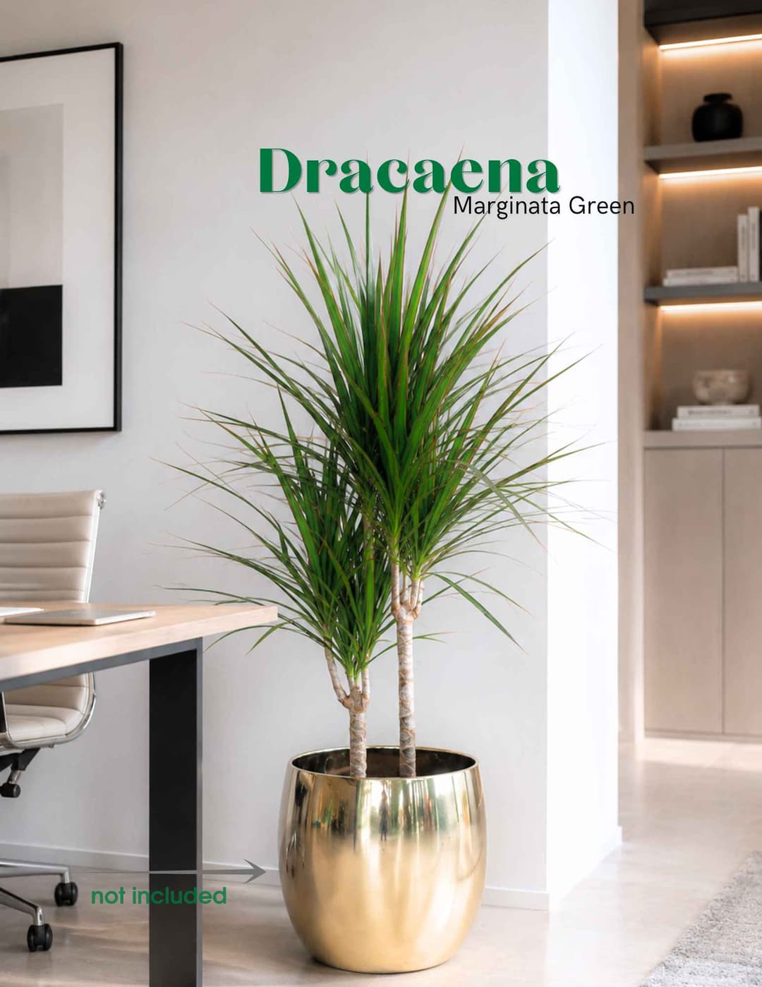 Драцена / Dracaena