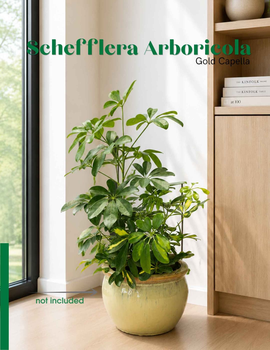 Schefflera Gold Capella / Schefflera arboricola 'Gold Capella'