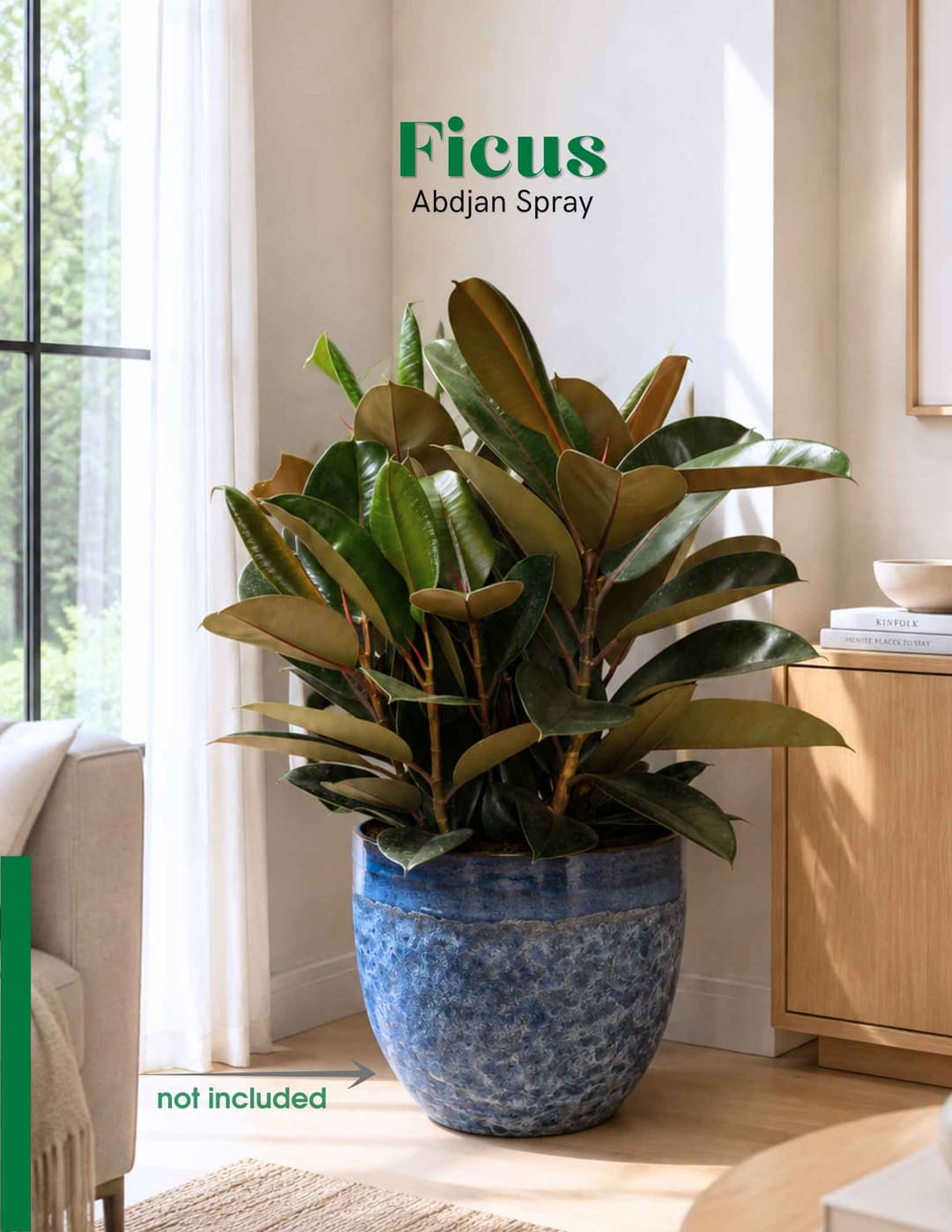Ficus Abidjan Spray / Ficus elastica 'Abidjan'