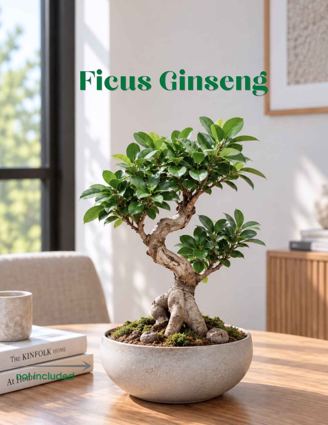Ֆիկուս Գինսենգ / Ficus microcarpa 'Ginseng'