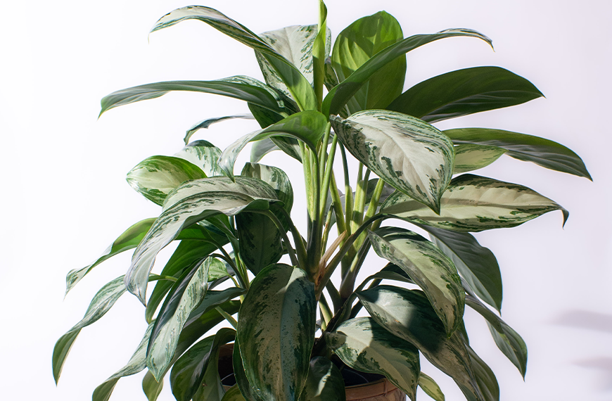 Aglaonema