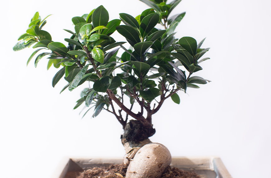 Ficus Gensen