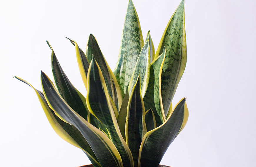 Sansevieria