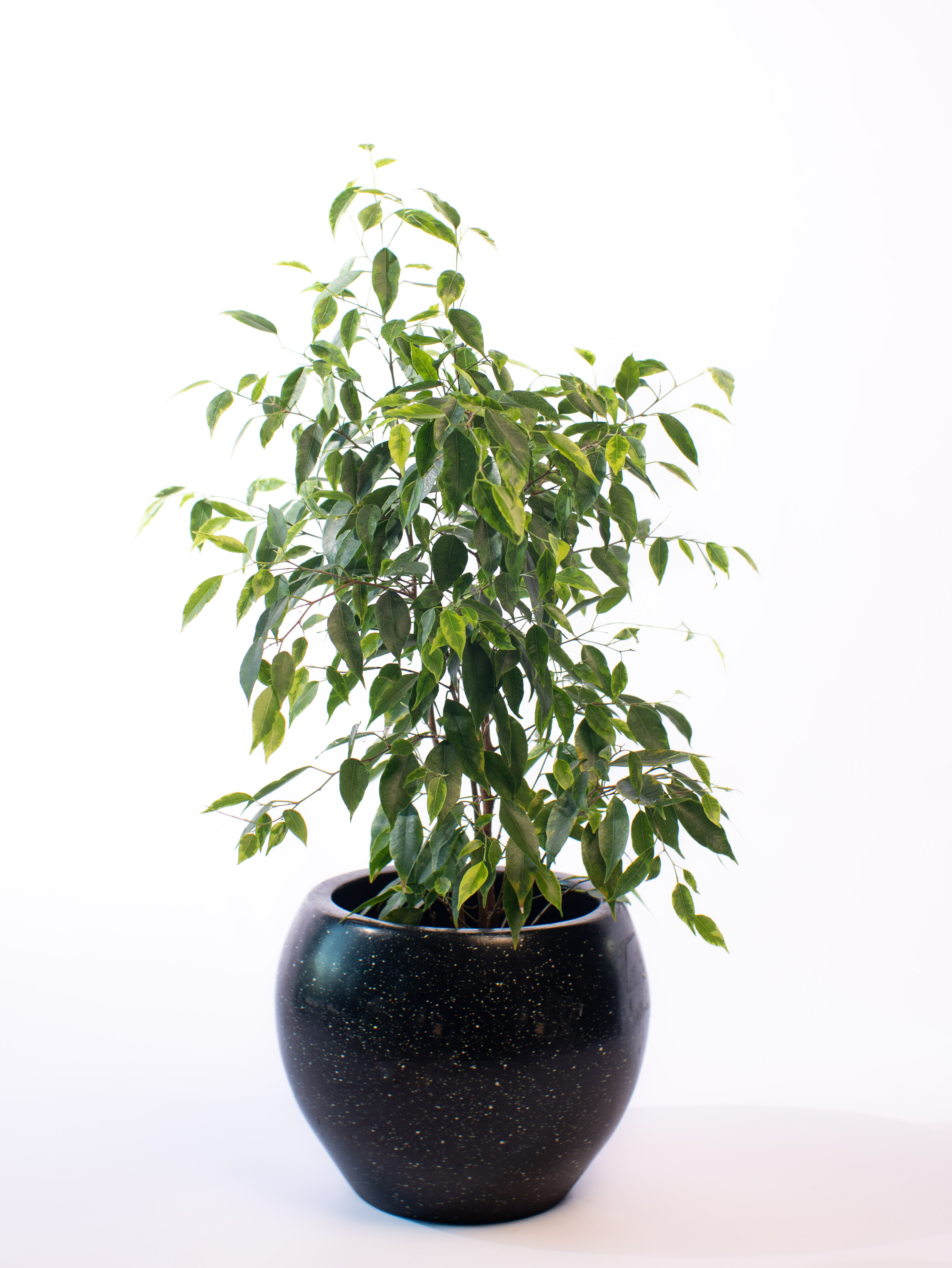 Ficus Audrey